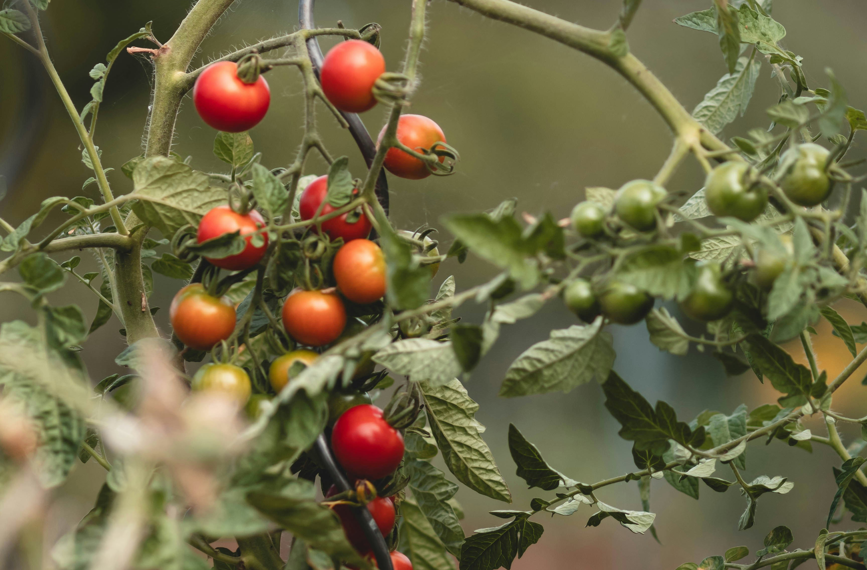 brandywine tomatoes